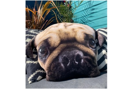 Splat Planet pagalvėlė-suvenyras MOPSAS