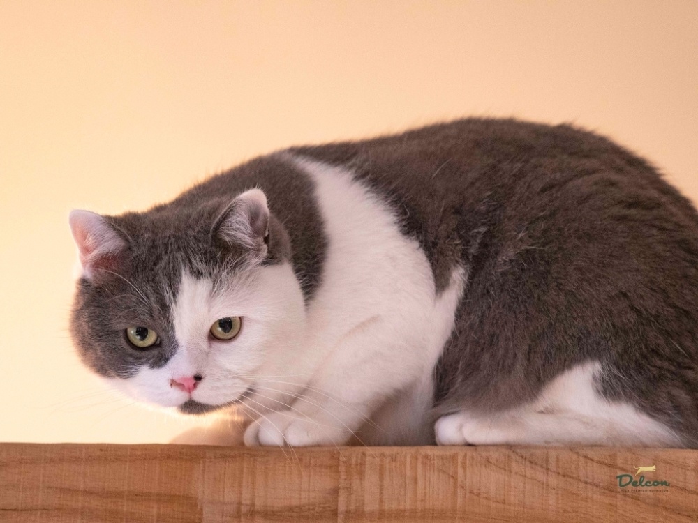 Visavertis begrūdis pašaras suaugusioms katėms su vištiena / 8,75 kg - Image 2