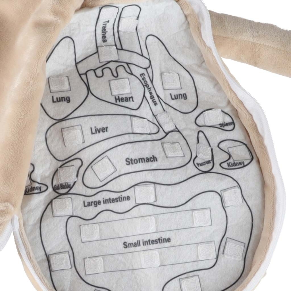 Lalka-maskotka-nauka-anatomii-chlopiec-178700 Anatomijos besimokantis berniukas su talismanu