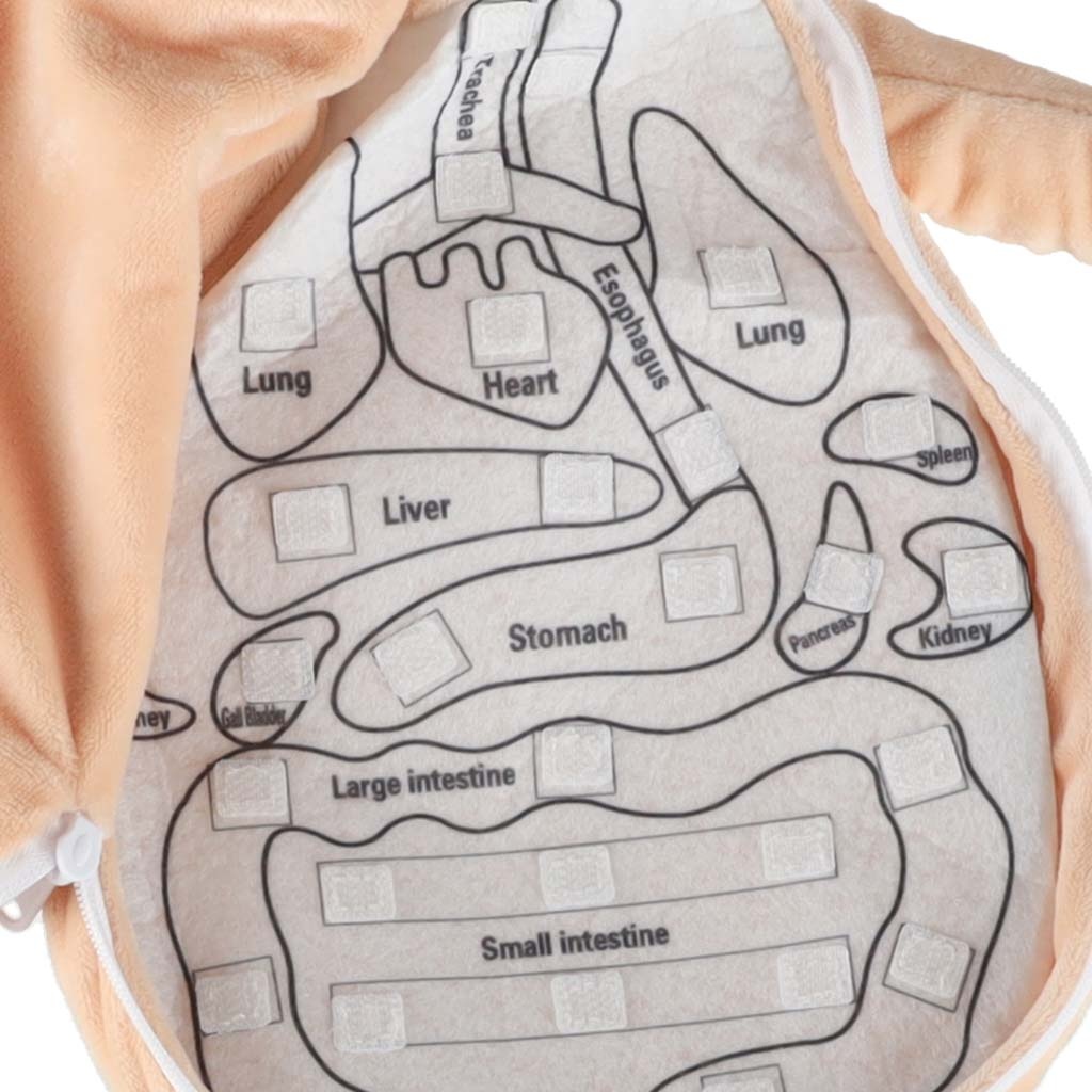 Lalka-maskotka-nauka-anatomii-dziewczynka-178712 Anatomijos besimokanti mergaitė lėlė talismanas